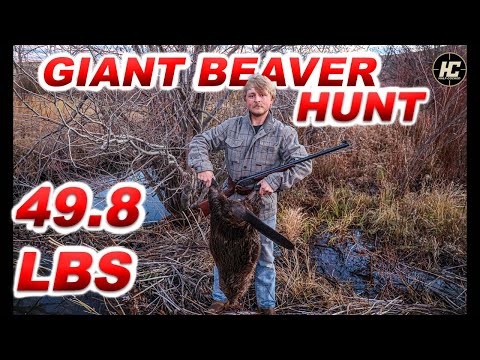 Hunting a Giant 49lb Beaver!!!