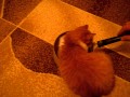 Котик обормотик:)) 