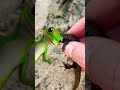 Catching CUTE Lizards With My Bare Hands! #shorts