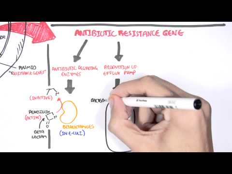 Microbiology - Bacteria Antibiotic Resistance