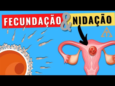 FERTILIZATION AND IMPLANTATION (NIDATION) OF THE EMBRYO IN THE UTERUS: Find out how and when they...