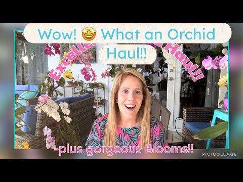 Wow! 🤩 what an Orchid Haul!! -plus some lovely orchid blooms on the patio!