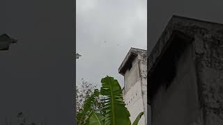 Download lagu suara walet super sedot mantab  Super sucking swallow sound is great mp3