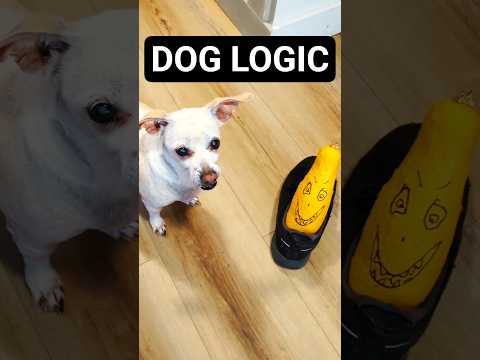 I Left My Chihuahua Dog Home Alone with Monsters 😱🐶 #FunnyDog #DogShorts #Comedy