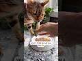 What I Feed My Bengal Cat In A Day Catfacts Catlover Rawfedcat Rawdiet Catnutrition