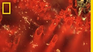 Are These the Oldest Fossils Ever Found? | National Geographic