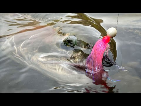 EPIC Steelhead Bobber DOWNS! (Desert STEELHEAD Fishing)