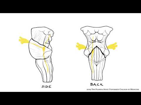 Trigeminal Nerve - Cranial Nerve V