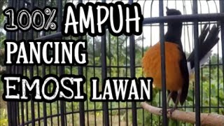 Download lagu Bikin NYAUT Seketika | Ampuh Pancing EMOSI lawan | Murai batu gacor mp3