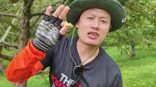 20 06 66 อยากอร่อยแยกให้ออก จะอร่อยแบบไหน  โอฉี่ หรือ มูซางคิงส์ ทุเรียนขึ้นชื่ออำเภอเบตง 20 06 66 อยากอร่อยแยกให้ออก จะอร่อยแบบไหน  โอฉี่ หรือ มูซางคิงส์ ทุเรียนขึ้นชื่ออำเภอเบตง