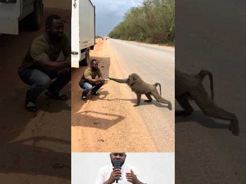 A moment a man and a baboon share kindness