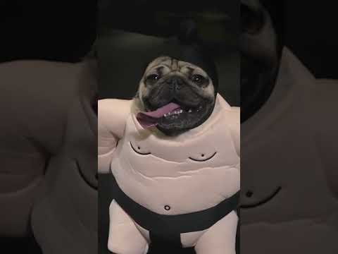 Pugs are basically mini sumo wrestlers #Shorts