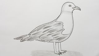 How to Draw a Seagull (Step by Step Tutorial)