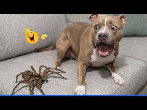Funniest Confused Pets Compilation 😹🐶 Cat and Dog Compilation That Will Make You Laugh Until You