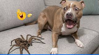Funniest Confused Pets Compilation 😹🐶 Cat and Dog Compilation That Will Make You Laugh Until You