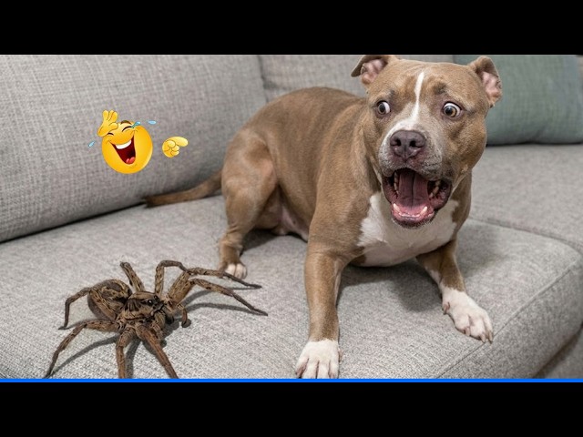Funniest Confused Pets Compilation 😹🐶 Cat and Dog Compilation That Will Make You Laugh Until You