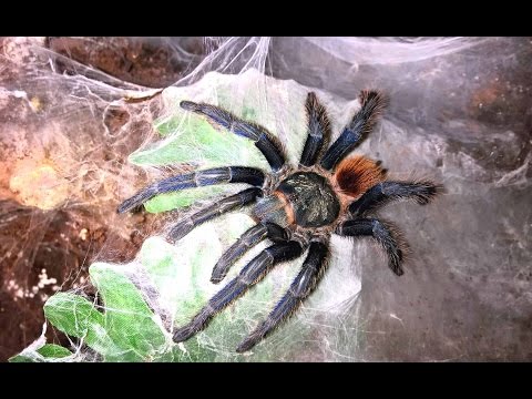 Chromatopelma cyaneopubescens (GBB) — chov, presádzanie a husbandry (Tom's Big Spiders)