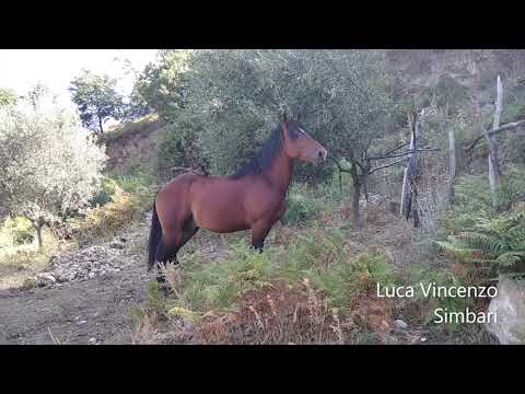 Un bel cavallo al pascolo #cavallo #passion #amore #animalistupendi #magnifici