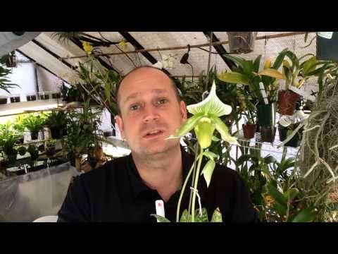 Orchid Care: Albino Slipper Orchid with 3 Spikes / Alba Maudiae Paphiopedilum Orchid care tips