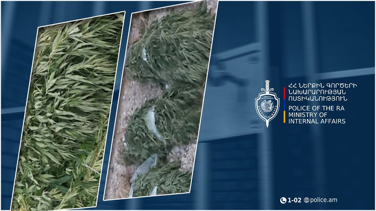 Ներքին Գետաշենում հայտնաբերվել է կանեփի 1265 բույս. Մարտունու համայնքային ոստիկանների բացահայտումը