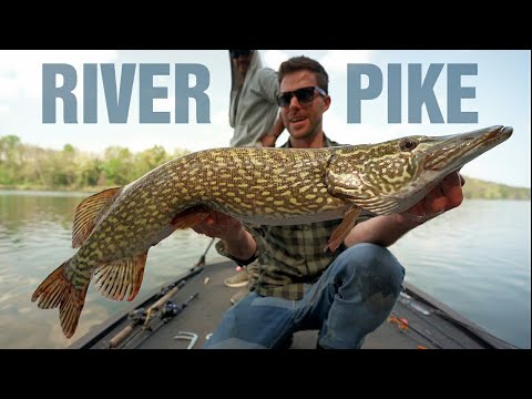 Pesca al LUCCIO sul fiume Ticino - PIKE FISHING on the River