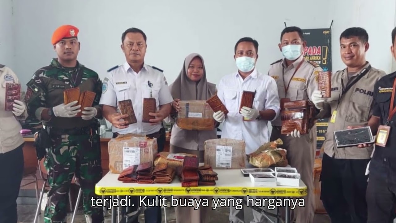 Puluhan Dompet Kulit Buaya Diamankan di Bandara Mopah: Kisah di Balik Barang Ilegal Tanpa Dokumen