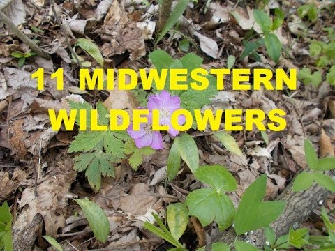 download lagu mp3 mp4 Midwest Wildflowers Identification, download lagu Midwest Wildflowers Identification gratis, unduh video klip Midwest Wildflowers Identification
