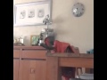 My bird flying away in slow motion 