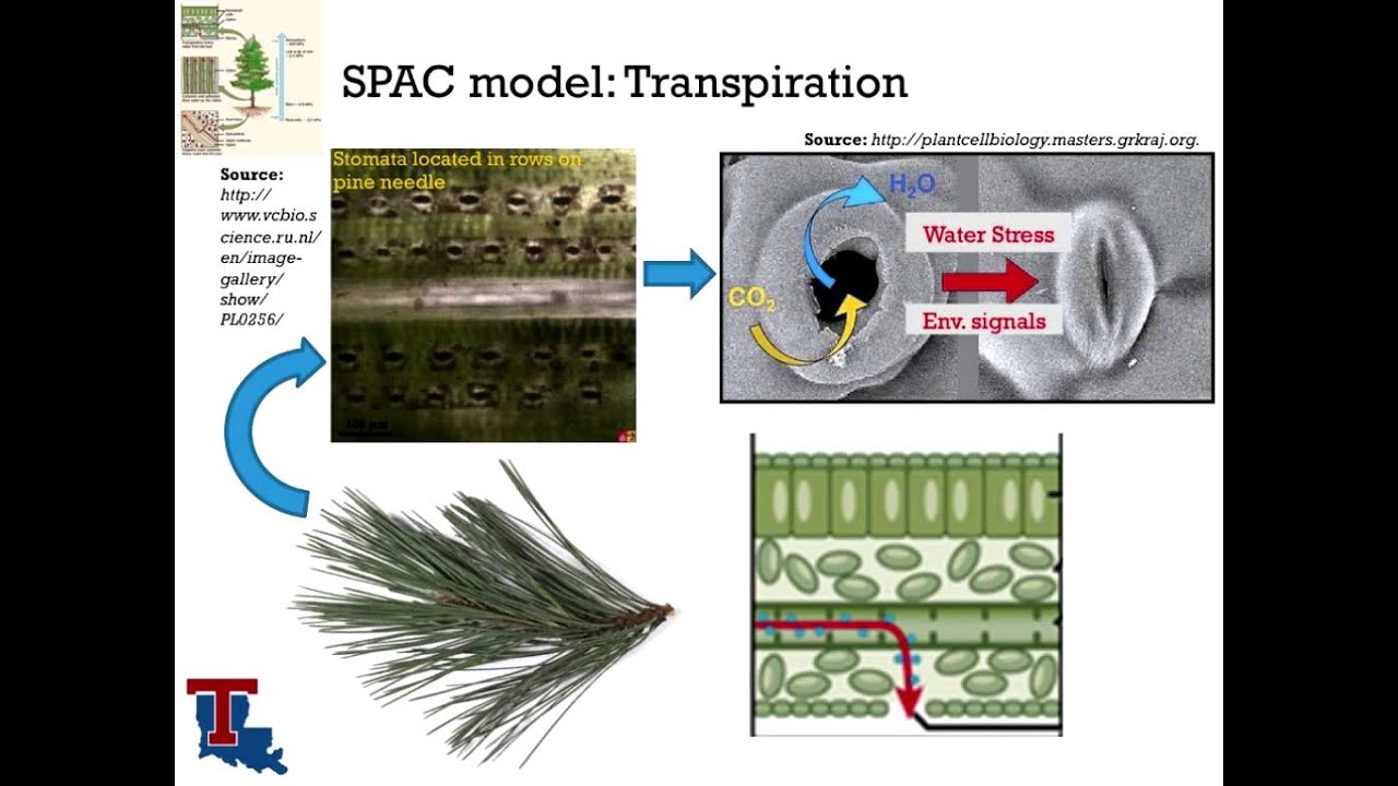 PINEMAP Series: The Connection Between Water Stress and Plant Productivity