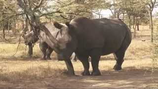 A decade later, it was decided to split the herd up to reduce the risk of the population being wiped out in a single location, and several rhinos were sent to San Diego Zoo Safari Park. 
Unfortunately, the San Diego northern white rhinos didn't breed, and there hasn't been a new calf born at Dvur Kralove Zoo since 2000.
So in 2009 two males and two females were also sent to Ol Pejeta Conservancy in the hope that placing them back in their natural habitat might lead to them breeding.