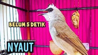 Download lagu TRUCUK BETINA memanggil lawan, pancingan trucuk agar cepat BUNYI  mp3