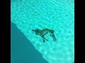 Sun Araw - Horse Steppin' but instead of horse it's a deer and it's at the bottom of a swimming pool