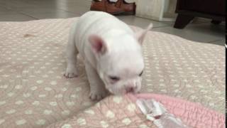 Video preview image #1 French Bulldog Puppy For Sale in LAKELAND, FL, USA