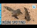 Eagle-Eye OCN Rescuer Antoine Spots Hidden Plastic Strap!