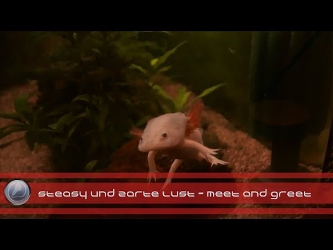 Steasy & Zarte Lust - Meet and Greet (rappers.in Adventskalender Türchen #9)