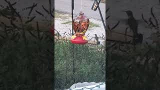 3 Hummingbirds tussling over the SugarWater Feeder