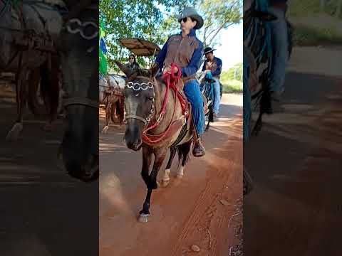 Os Carros de Bois de Inhumas GO já vai Embora.