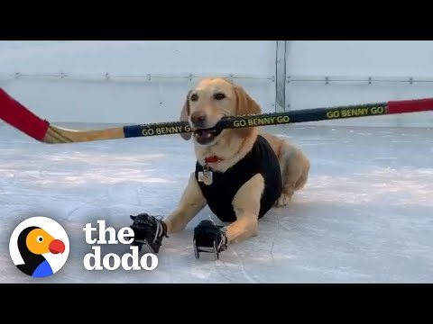 So Cute - This Dog Is Obsessed With Ice Skating!