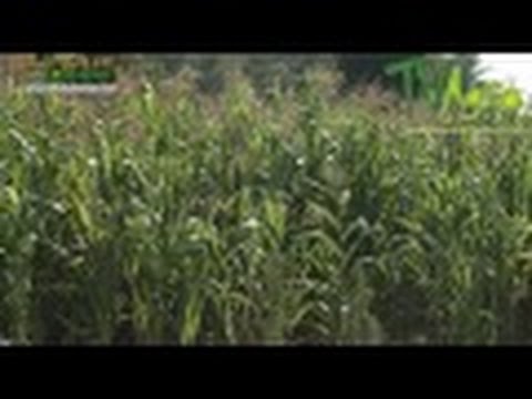 How to Plant Corn - TvAgro by Juan Gonzalo Angel