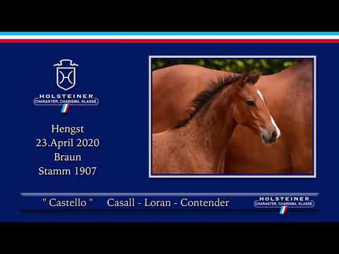 Holsteiner Elite-Fohlenauktion | Nr. 28 v. Casall - Loran
