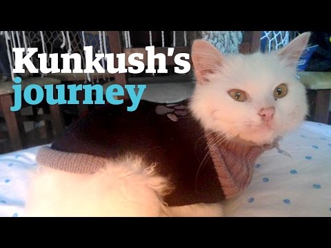 Kunkush the cat's epic journey to find its refugee family
