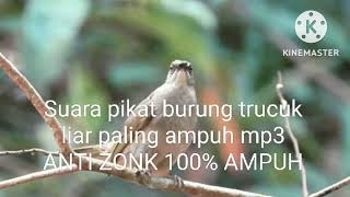 Download lagu Suara pikat burung trucuk liar paling ampuh mp3 ANTI ZONK 100% AMPUH mp3 Download lagu Suara pikat burung trucuk liar paling ampuh mp3 ANTI ZONK 100% AMPUH mp3