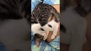 #cat #cute #catvideo #cutecat #funnyvideo #pets