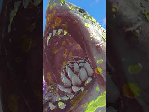 Scorpion Poison vs Megalodon - Animal Revolt Battle Simulator