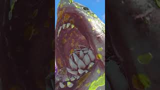 Scorpion Poison vs Megalodon - Animal Revolt Battle Simulator