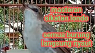 Download lagu Sikatan londo gacor, semua burung langsung nyaut mp3