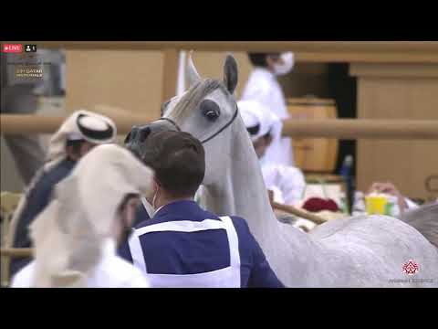 N 160 RAHMAH AL SHAQAB   23rd Qatar National Arabian Horse Show   Yearling Fillies Class 3B