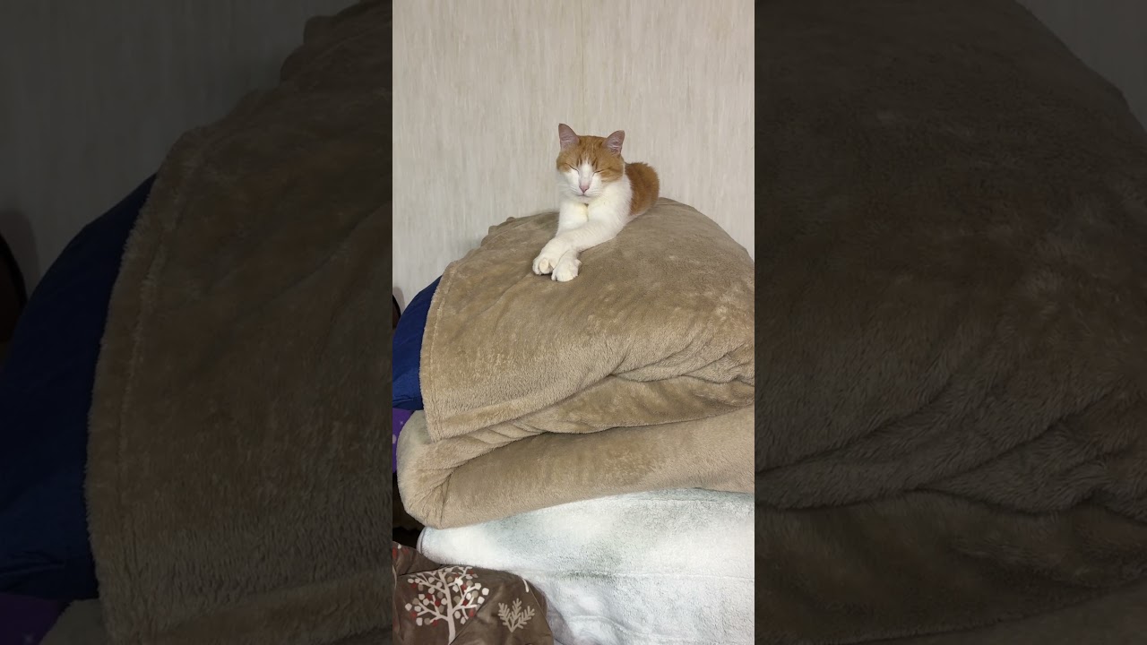 คุณชายสโคน นอนไขว่ัห้างดูทีวี#เกียวโต