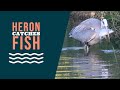 Heron Eating Big Fish