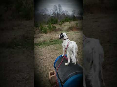 Lucy - Steady to Flush on Barrel 01 22 19 Video